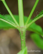 Ruellia strepens leaf3.jpg